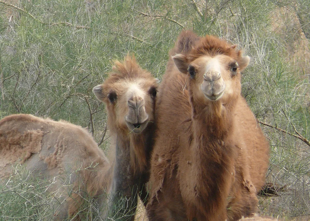 Bactrian camels on the steppe near the Aral Sea
